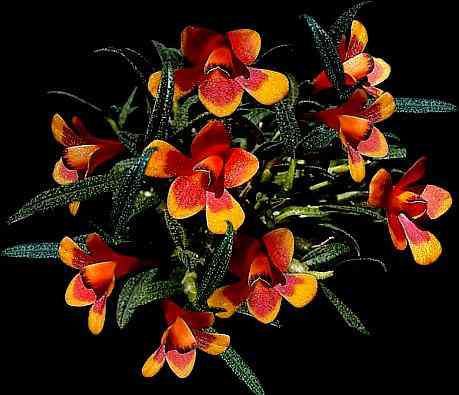 Dendrobium cuthbertsonii var bicolor 